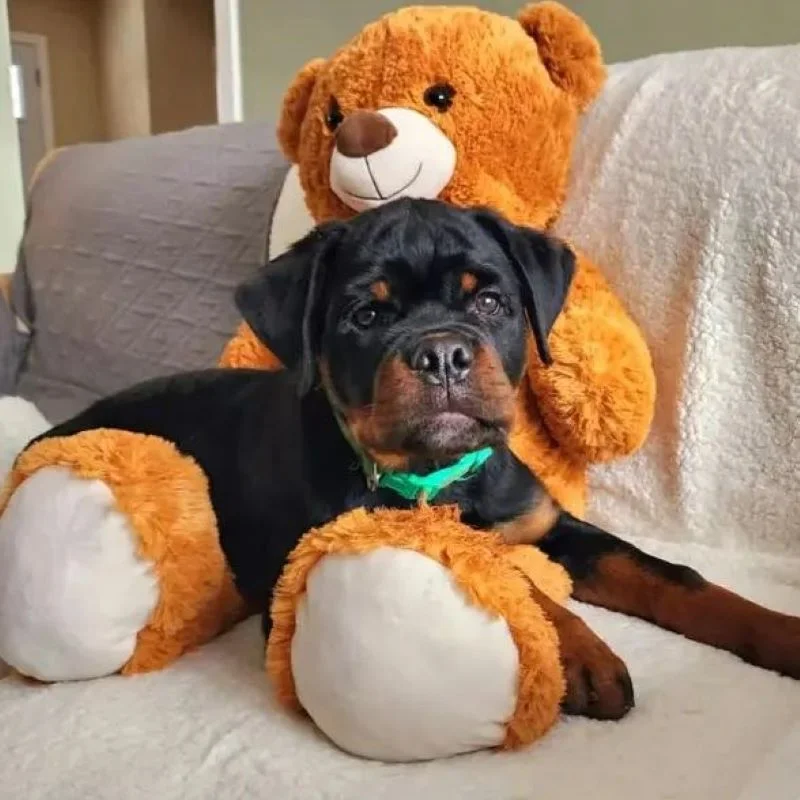 Toy rottweiler puppies for clearance sale